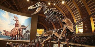 La vie sexuelle des dinosaures