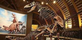 La vie sexuelle des dinosaures