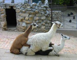 orgie de lamas orgie de lamas