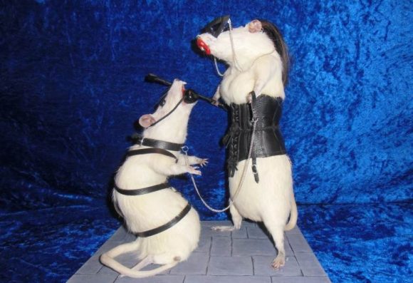 rats empaillés bdsm