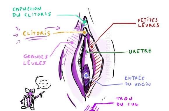 Comment faire un cunni ? Anatomie de la vulve