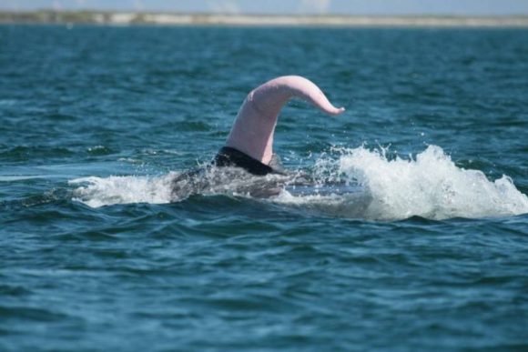 pénis de baleine