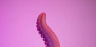 Howard de Petit Vice : test d'un gode tentacule