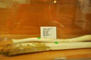 Musée des phallus islandais