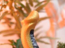 Test du gode Golden Mamba Creature Cocks